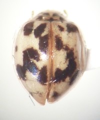 Psyllobora borealis