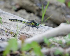 Gomphurus lineatifrons