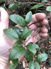 Cleistanthus cunninghamii