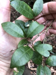 Cleistanthus cunninghamii