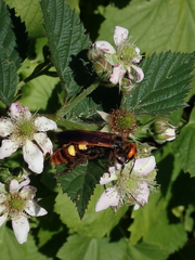 Megascolia maculata maculata
