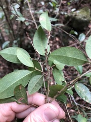Cleistanthus cunninghamii