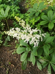 Rodgersia