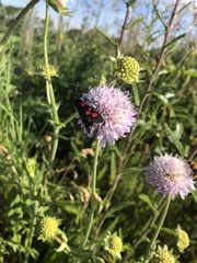 Zygaena lonicerae
