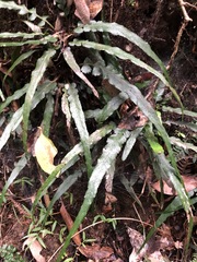 Asplenium attenuatum