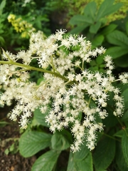 Rodgersia