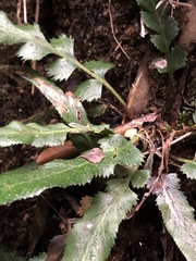 Asplenium attenuatum