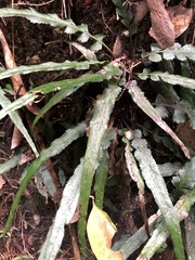 Asplenium attenuatum