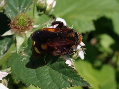 Megascolia maculata maculata