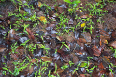 Clinotarsus curtipes