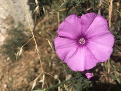 Convolvulus althaeoides althaeoides