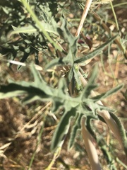 Convolvulus althaeoides althaeoides