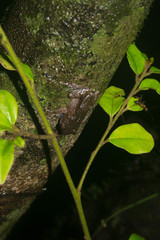 Raorchestes