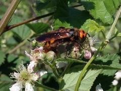 Megascolia maculata maculata