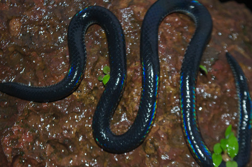 Photo of a Khaire's Black Shieldtail (Melanophidium khairei)