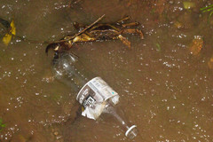 Barytelphusa cunicularis