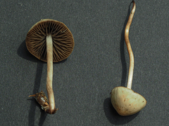 Panaeolus olivaceus