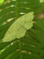 Cyclophora albipunctata