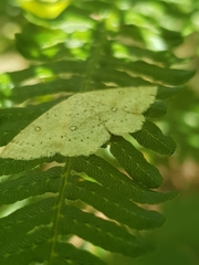 Cyclophora albipunctata