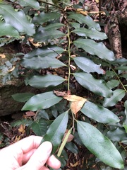 Diospyros australis