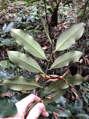 Diospyros australis