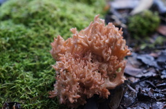 Ramaria anziana