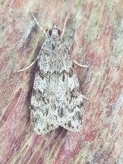 Scoparia basistrigalis