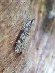 Scoparia basistrigalis