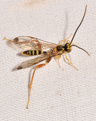 Spilopteron occiputale
