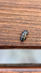 Glischrochilus hortensis