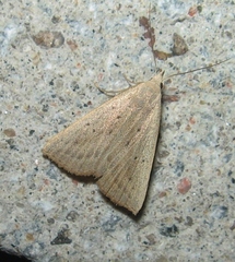 Macrochilo louisiana