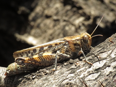 Calliptamus barbarus