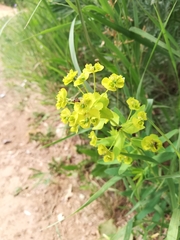 Euphorbia virgata