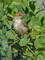 Cisticola ruficeps