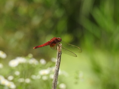 Crocothemis servilia mariannae