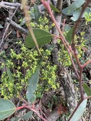 Pimelea serpyllifolia serpyllifolia