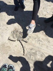 Rostroraja eglanteria