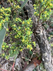 Pimelea serpyllifolia serpyllifolia
