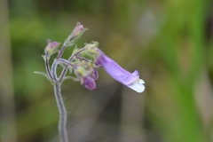 Penstemon hirsutus
