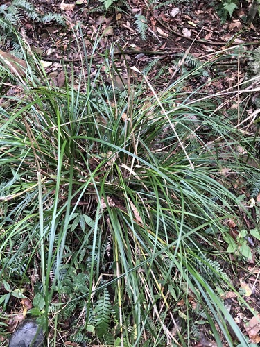 Gahnia aspera
