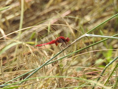 Crocothemis servilia mariannae