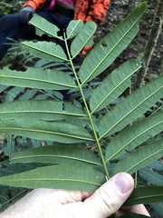 Ailanthus triphysa