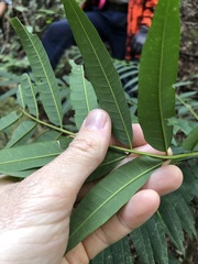Ailanthus triphysa