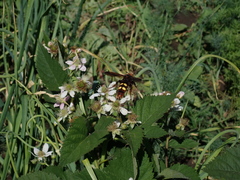 Megascolia maculata maculata