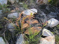 Struthiola macowanii