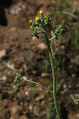 Pilosella cymosa