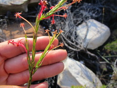 Struthiola macowanii