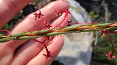 Struthiola macowanii