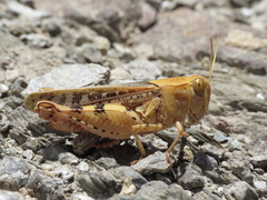 Calliptamus barbarus