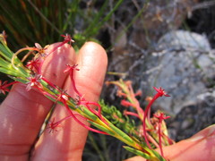 Struthiola macowanii